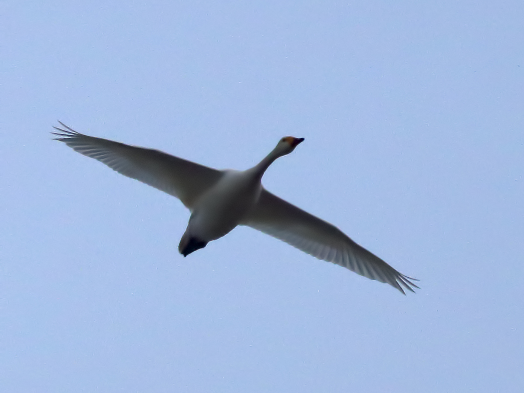 Tundra Swan