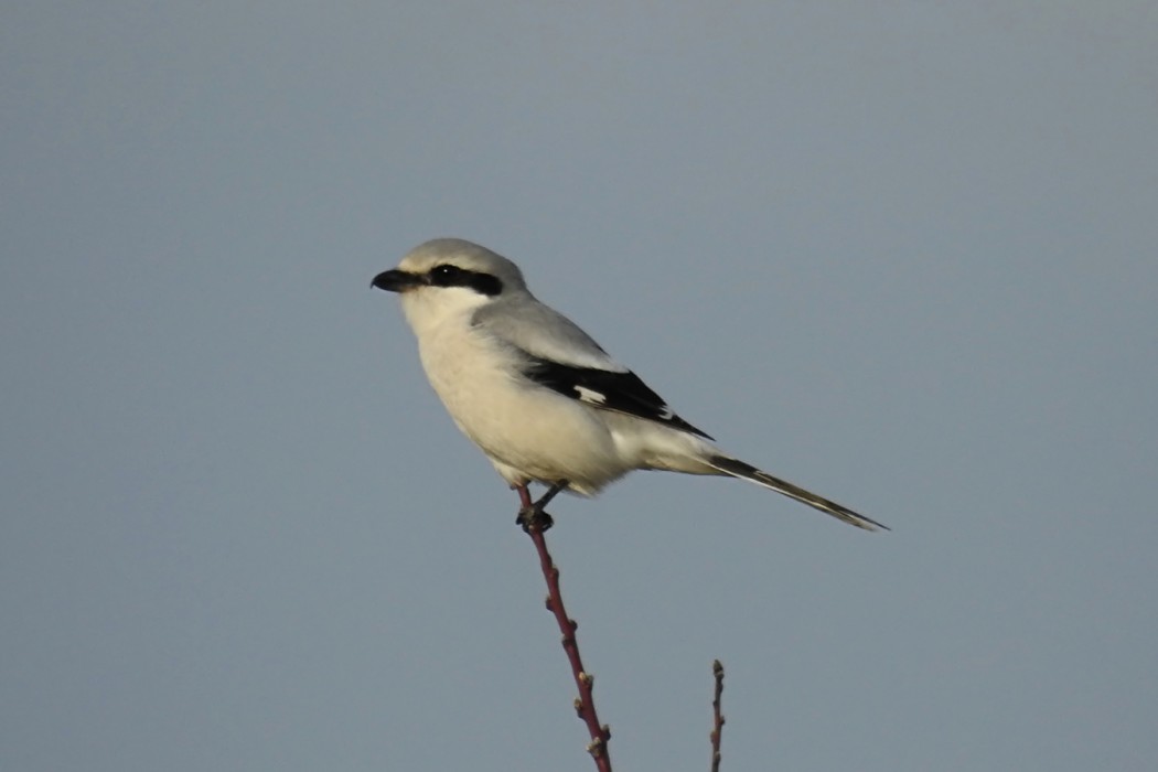 Great Grey Shrike