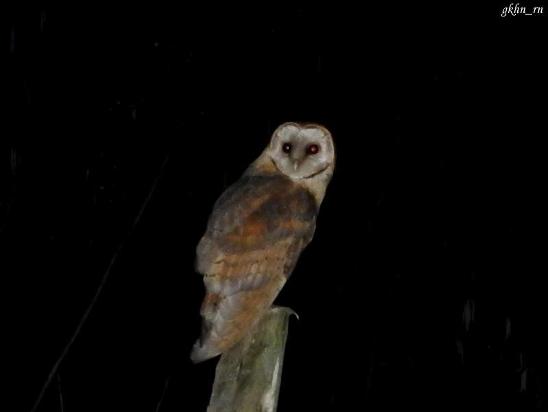 Western Barn Owl