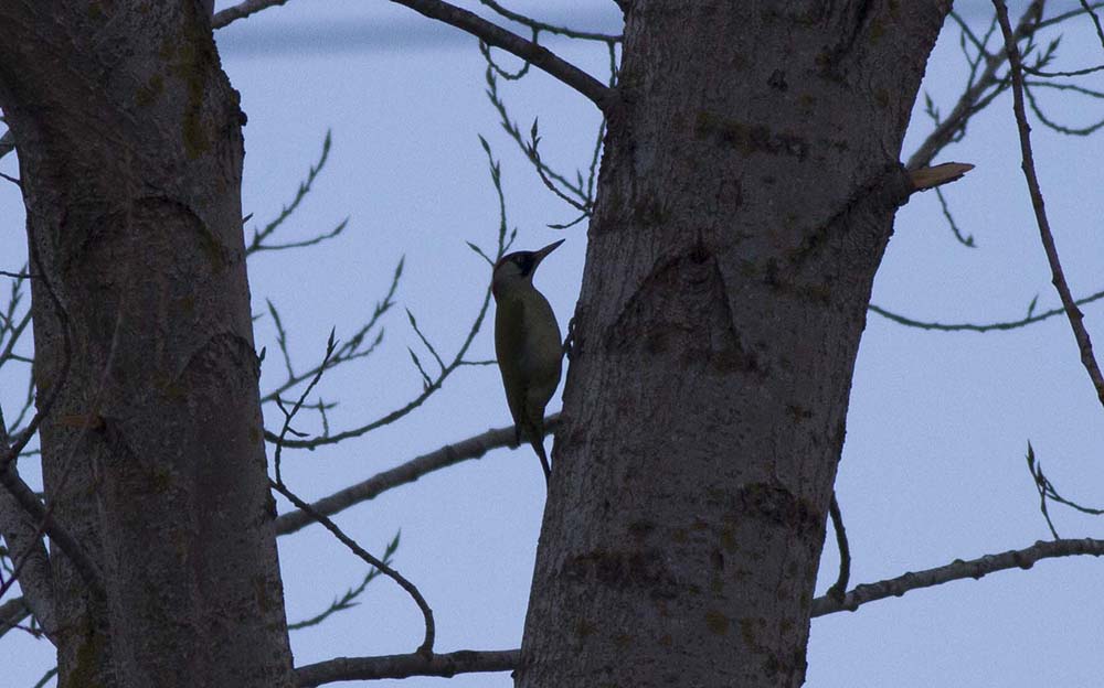 European Green Woodpecker