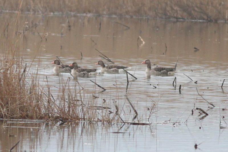 Greylag Goose