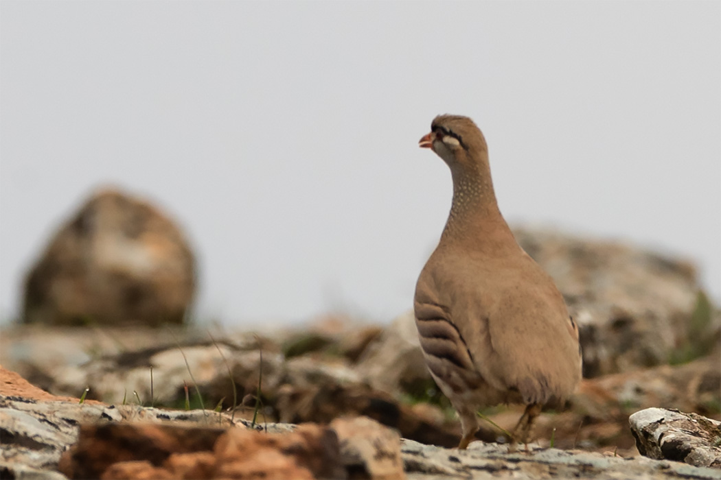 See-see Partridge