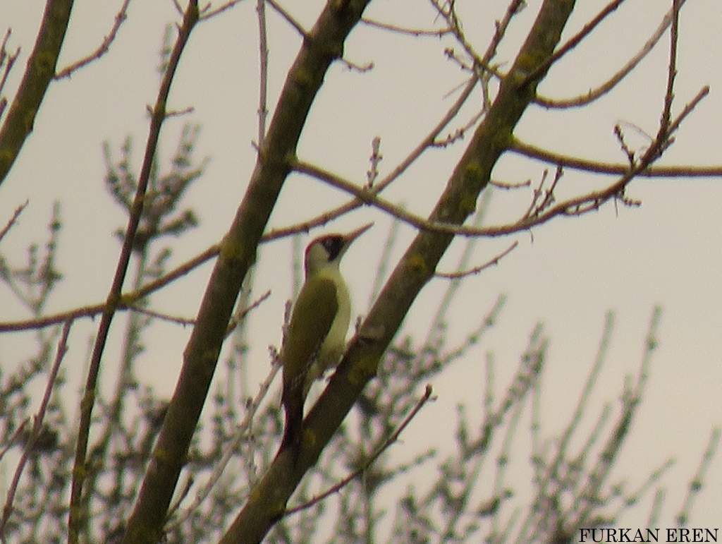 European Green Woodpecker