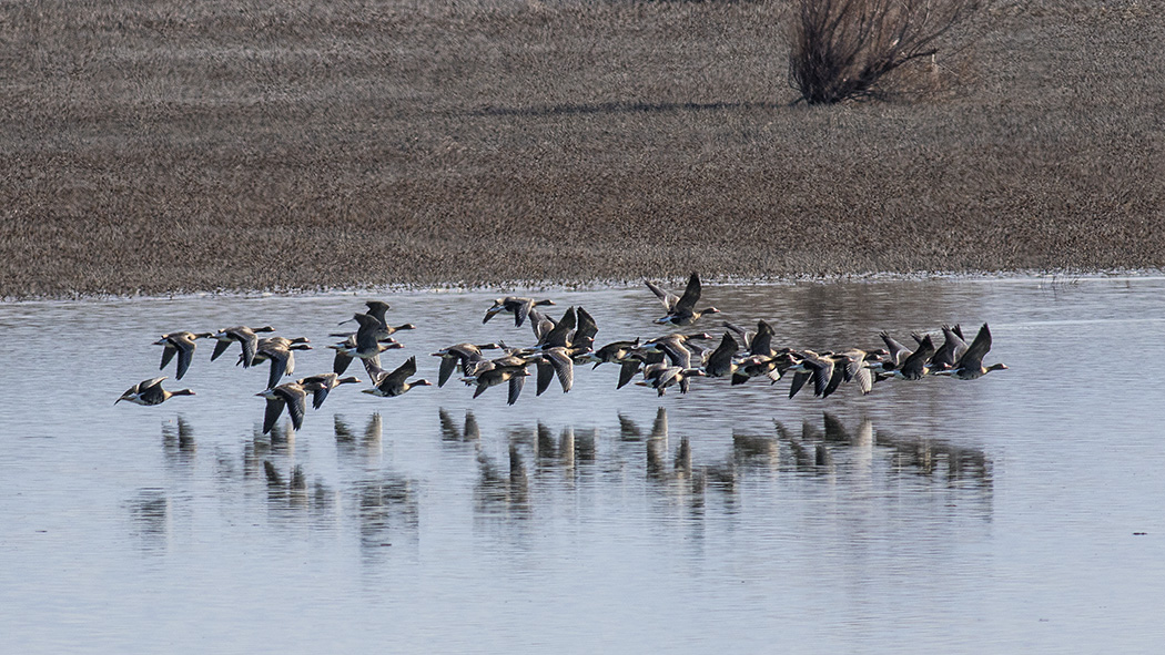 Greater White-fronted Goose