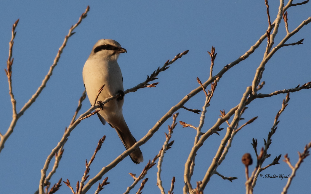 Great Grey Shrike