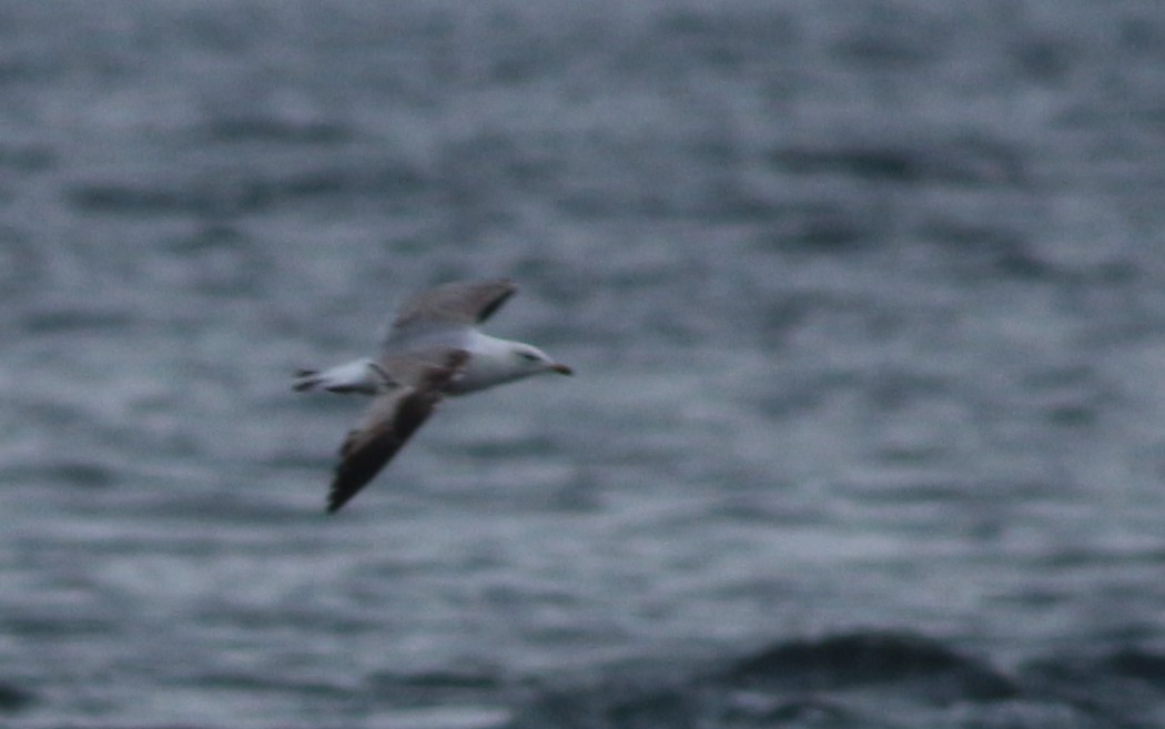 Mew Gull