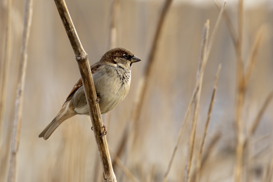 House Sparrow