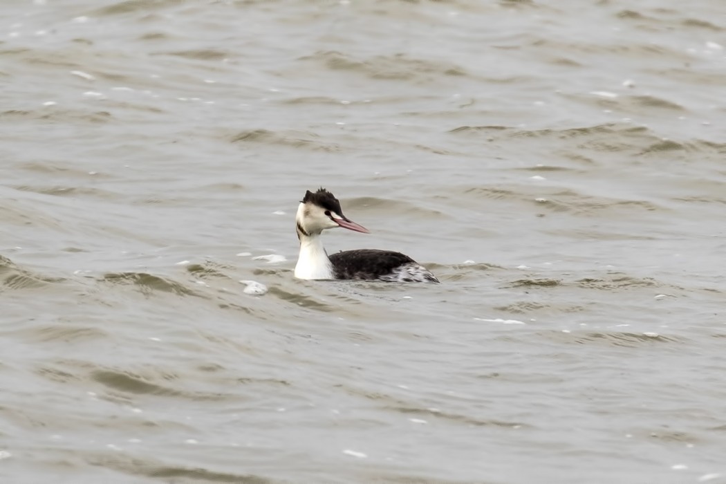 Great Crested Grebe