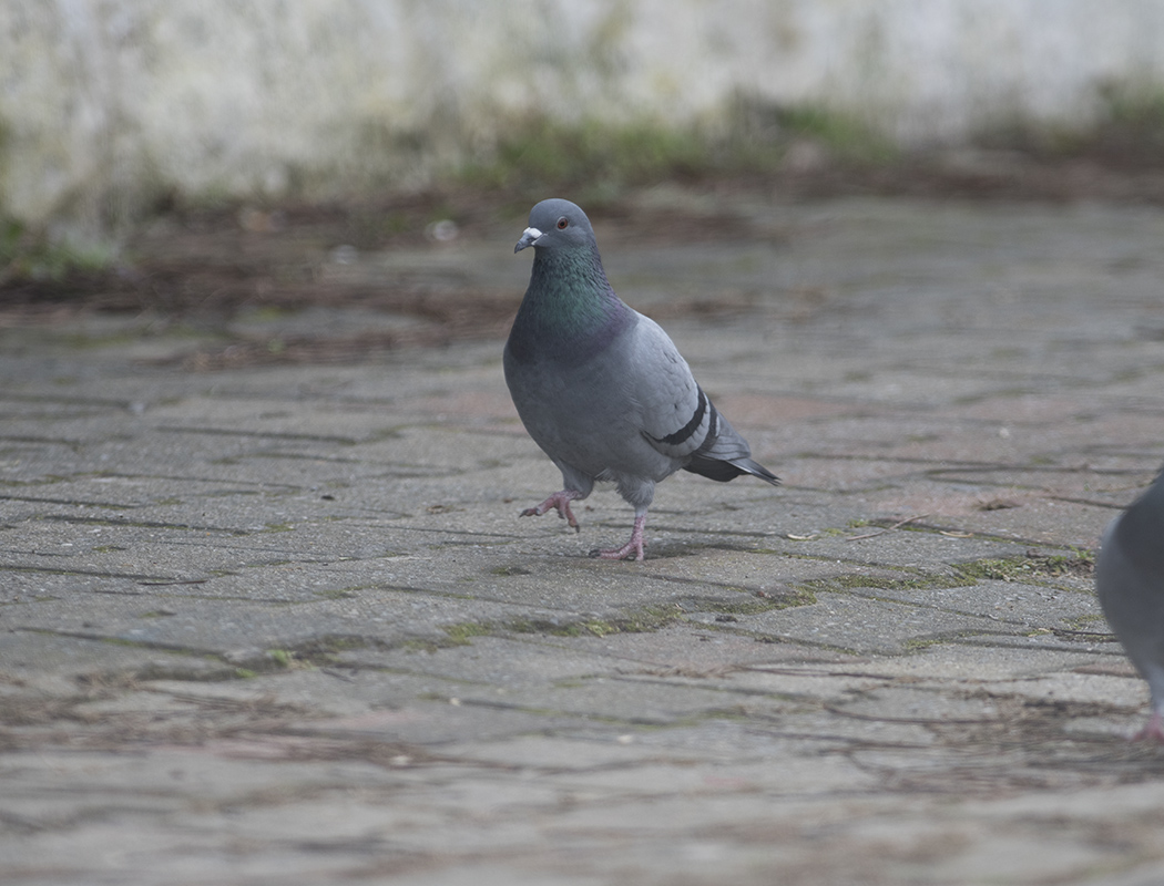 Rock Dove