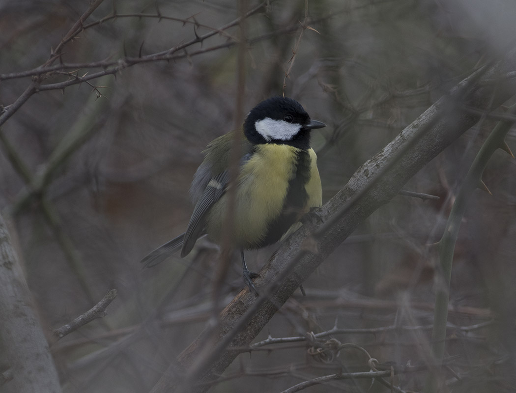 Great Tit