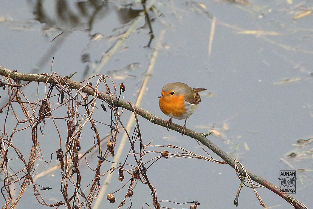 European Robin