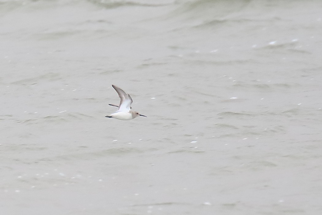 Dunlin