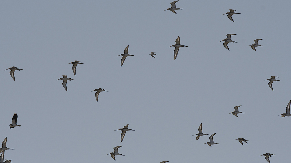 Black-tailed Godwit