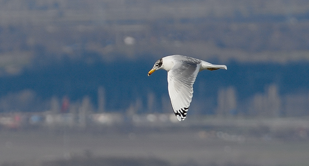 Pallas`s Gull