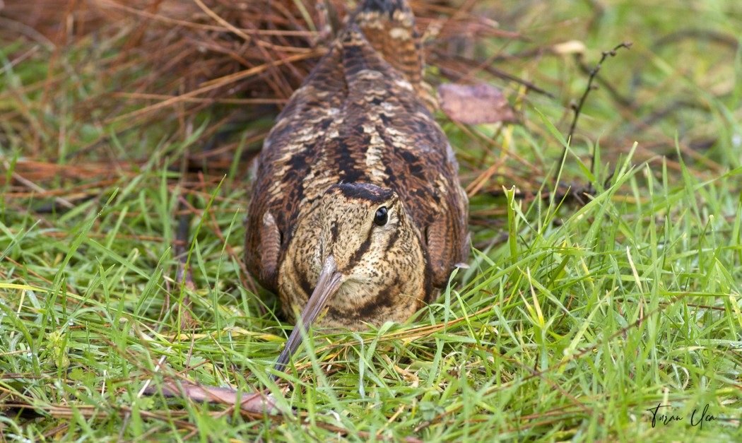 Eurasian Woodcock