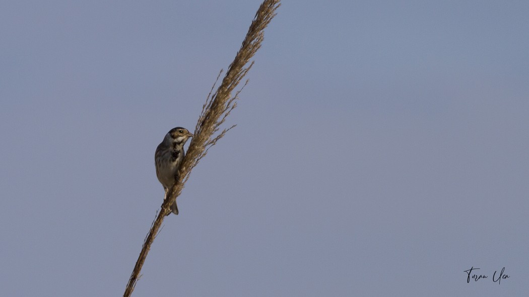 Common Reed Bunting