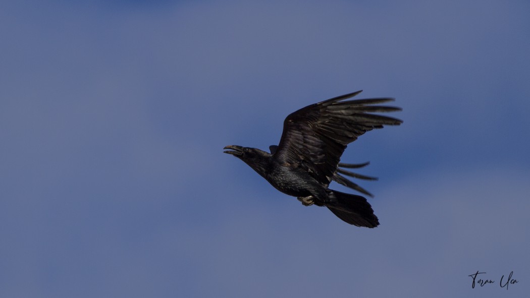 Northern Raven