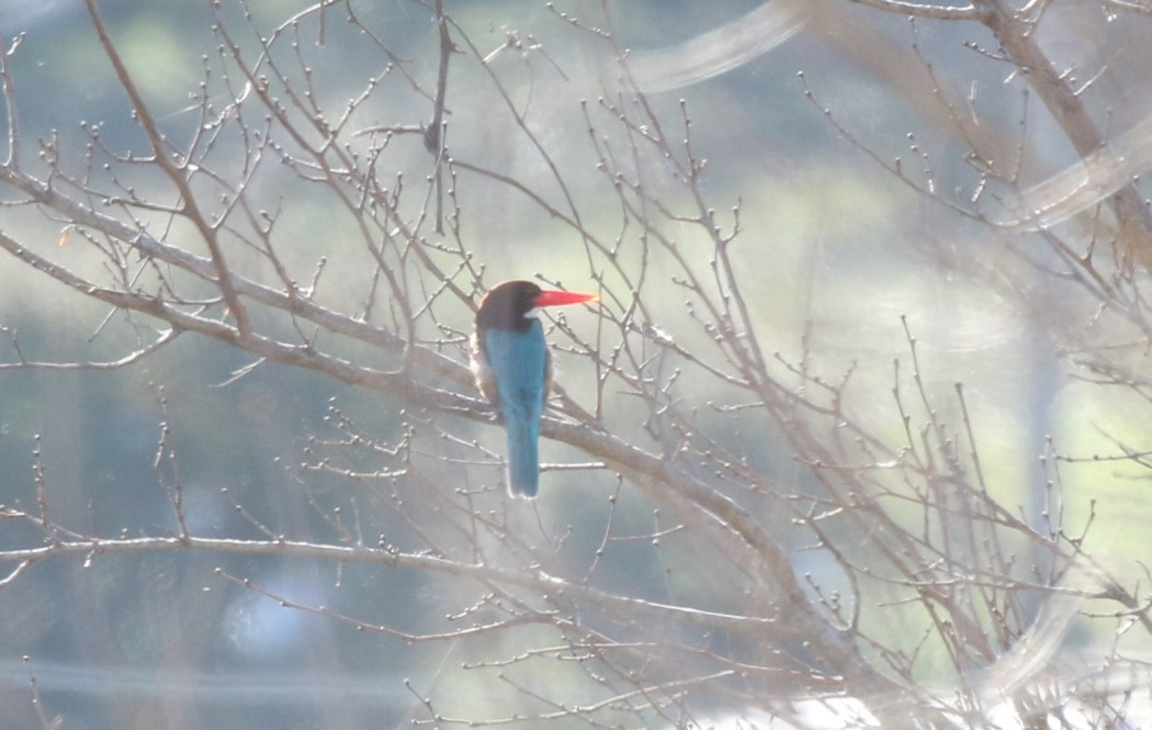 White-throated Kingfisher