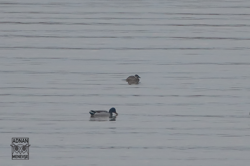 White-headed Duck