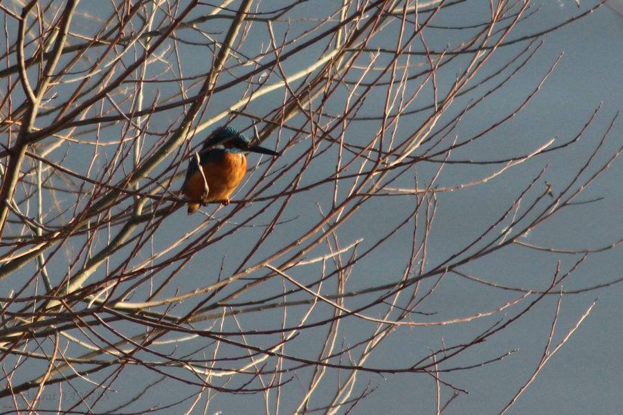 Common Kingfisher