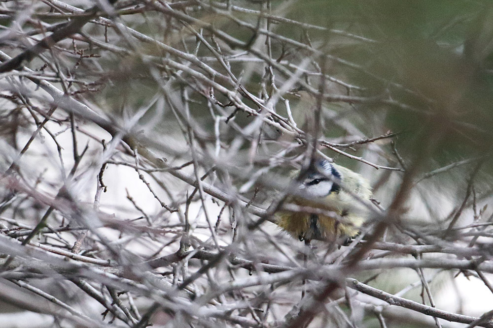 Eurasian Blue Tit
