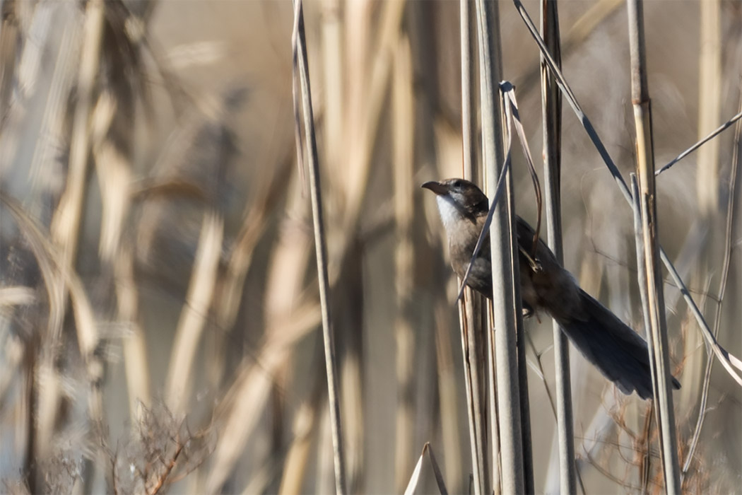 Iraq Babbler