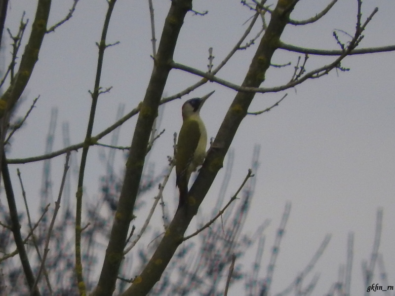 European Green Woodpecker