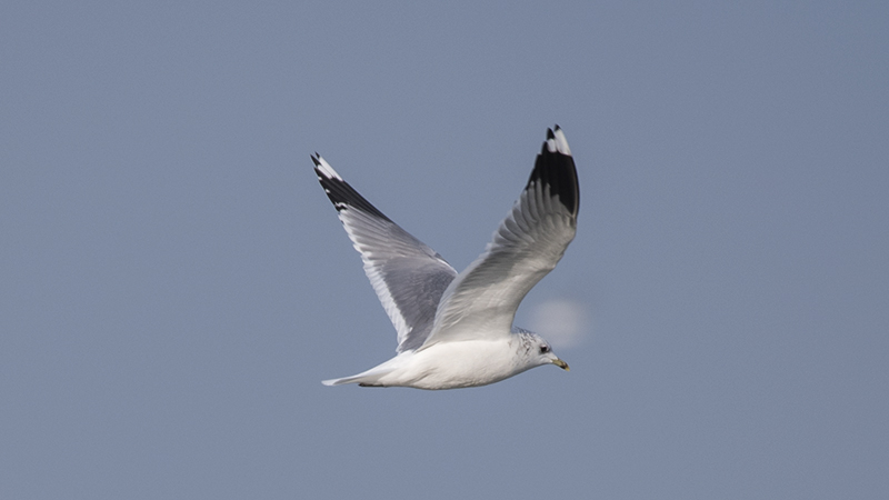 Mew Gull