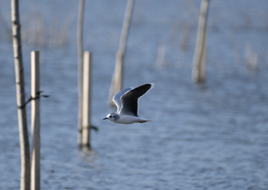 Little Gull