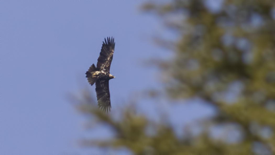 Eastern Imperial Eagle