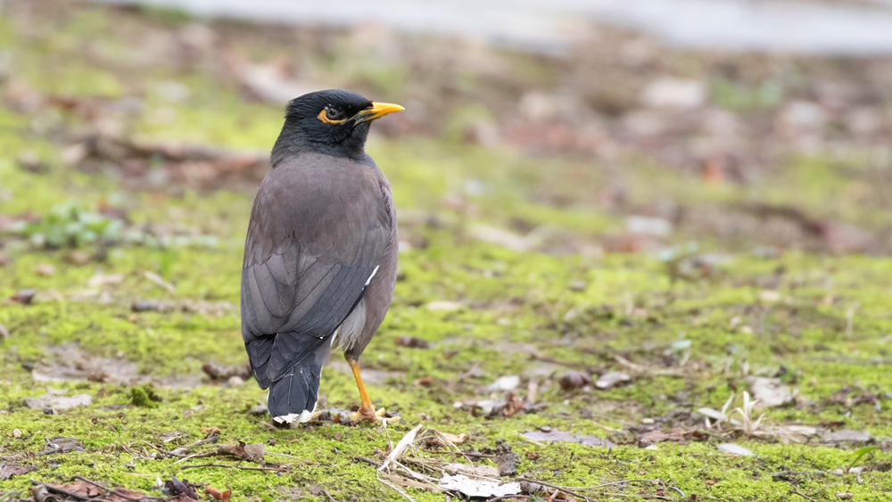 Common Myna