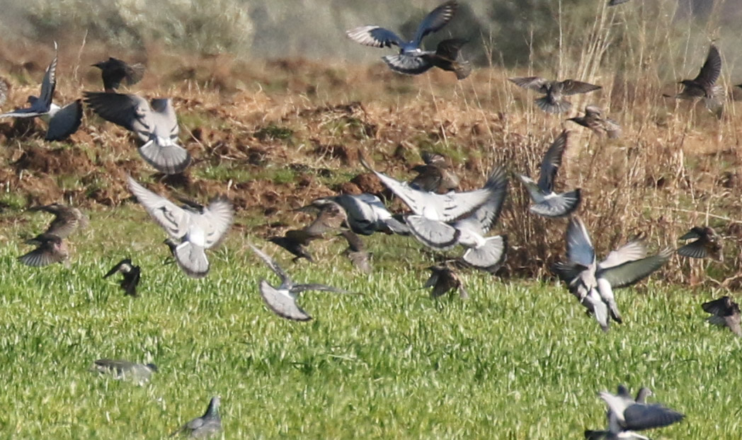 Rock Dove