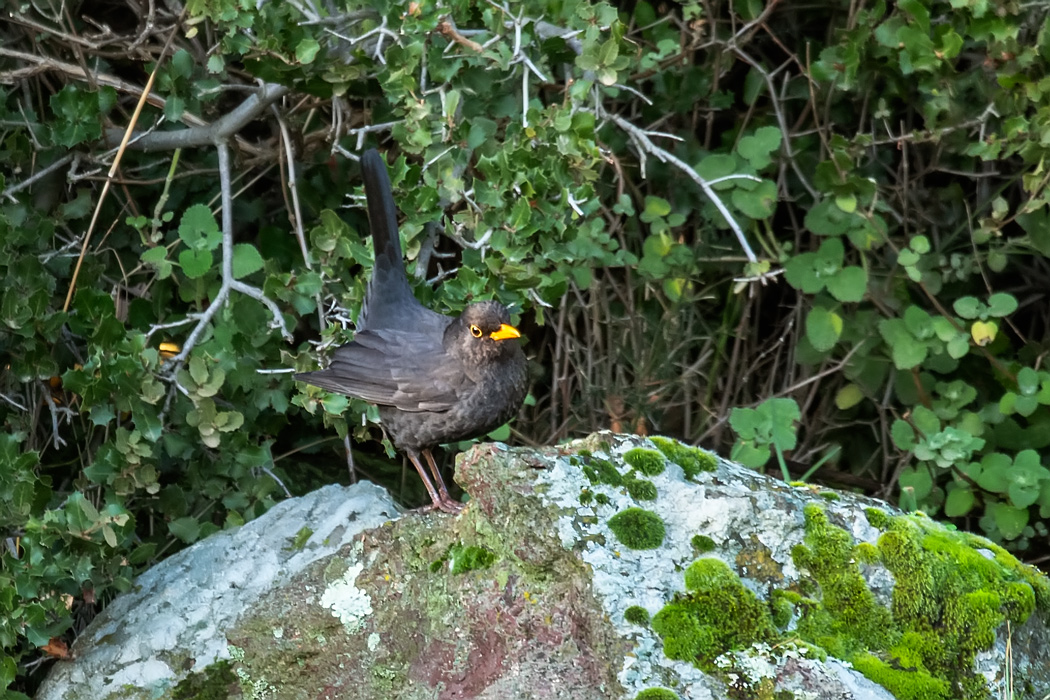 Common Blackbird