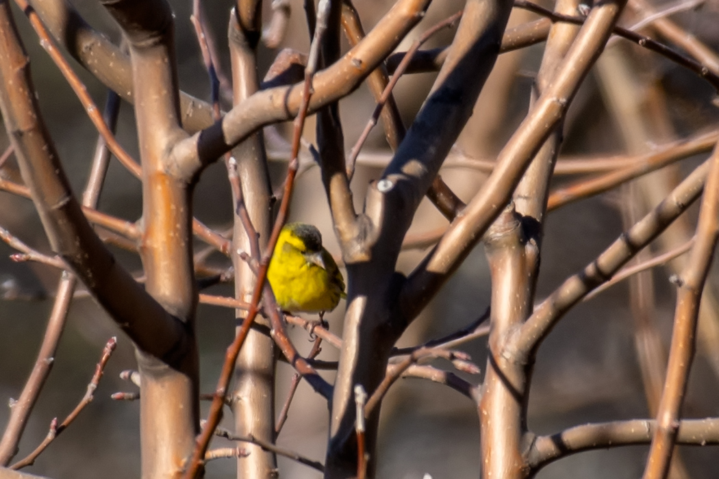 Eurasian Siskin