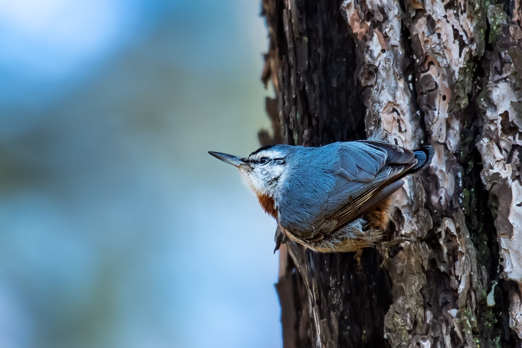 Krüper`s Nuthatch