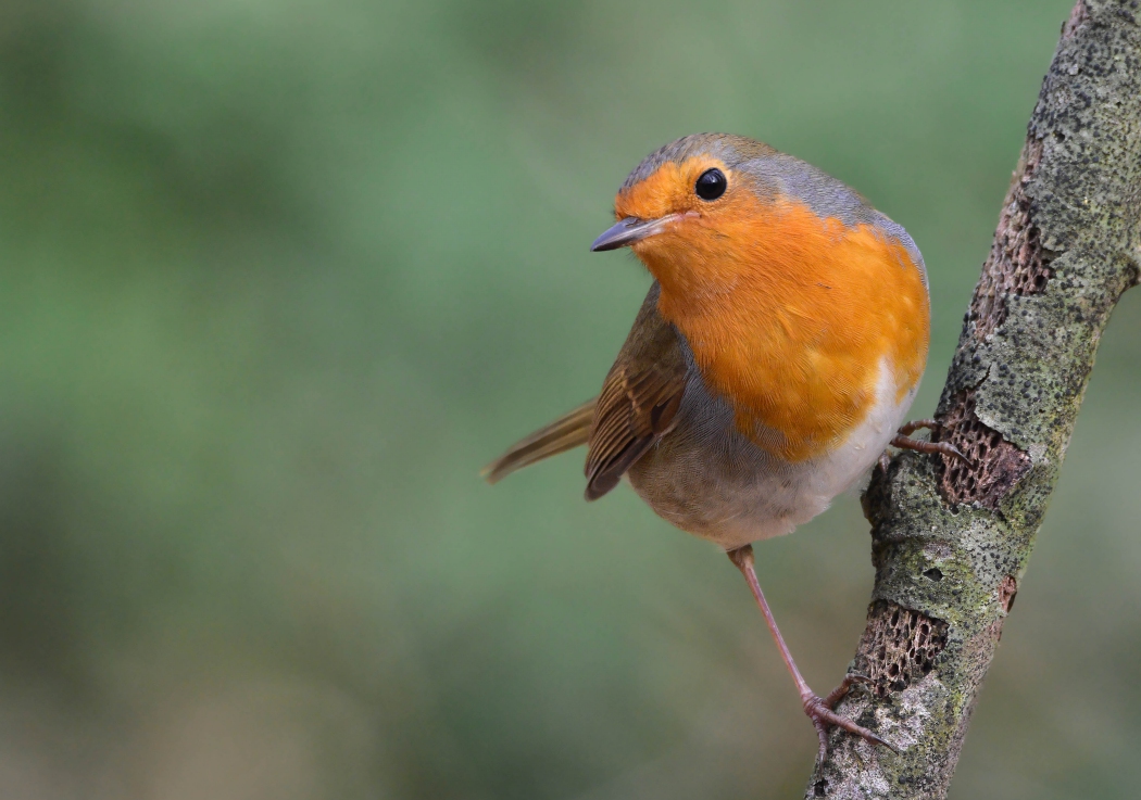European Robin