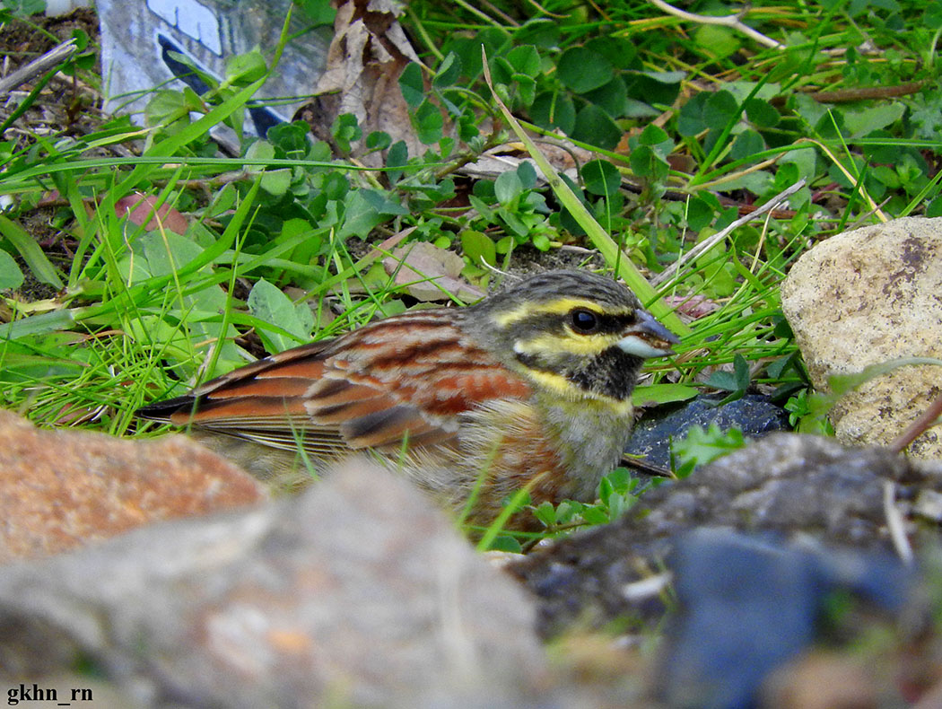 Cirl Bunting