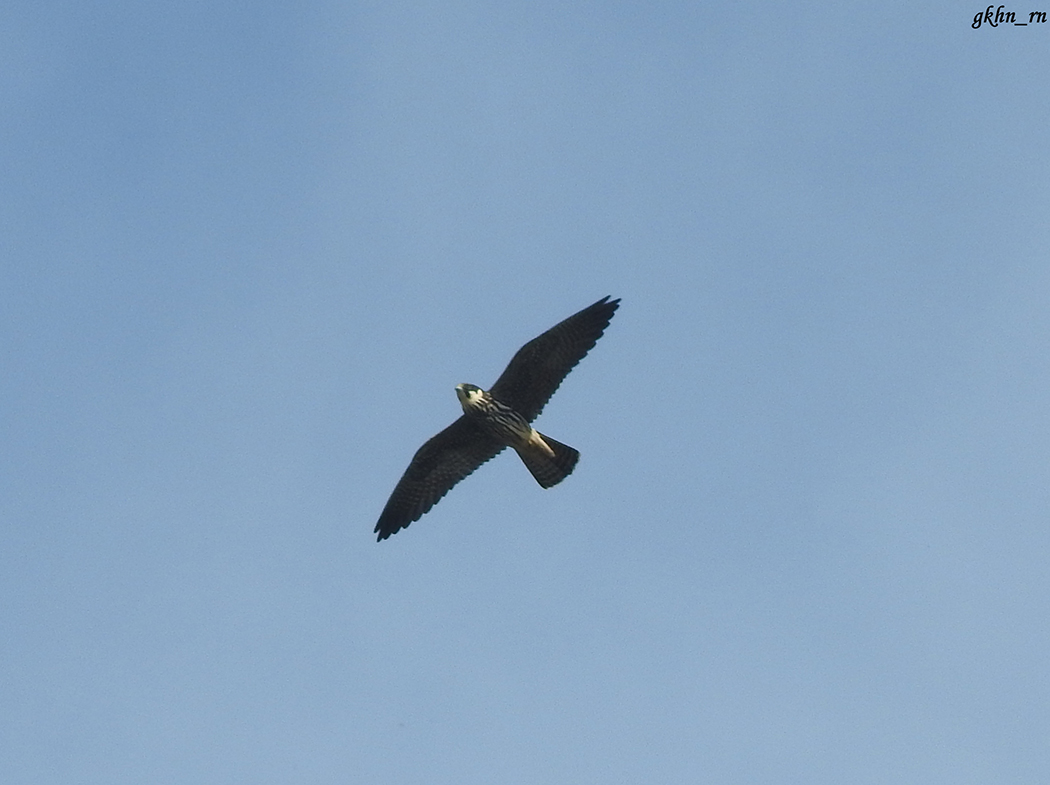 Eurasian Hobby