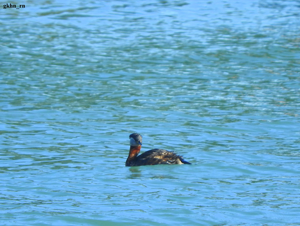 Red-necked Grebe