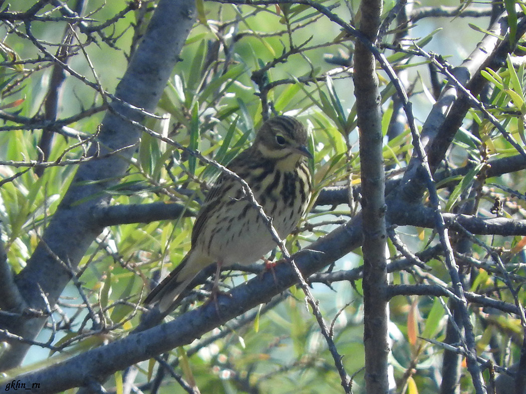 Tree Pipit