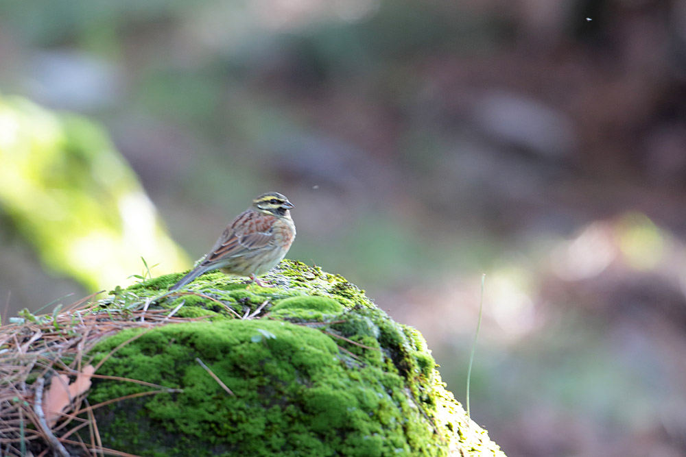 Cirl Bunting