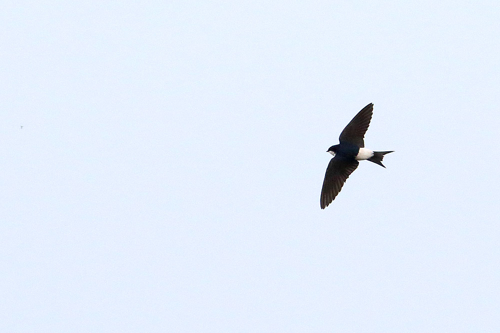 Common House Martin