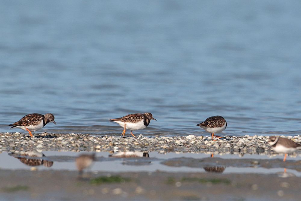 Ruddy Turnstone
