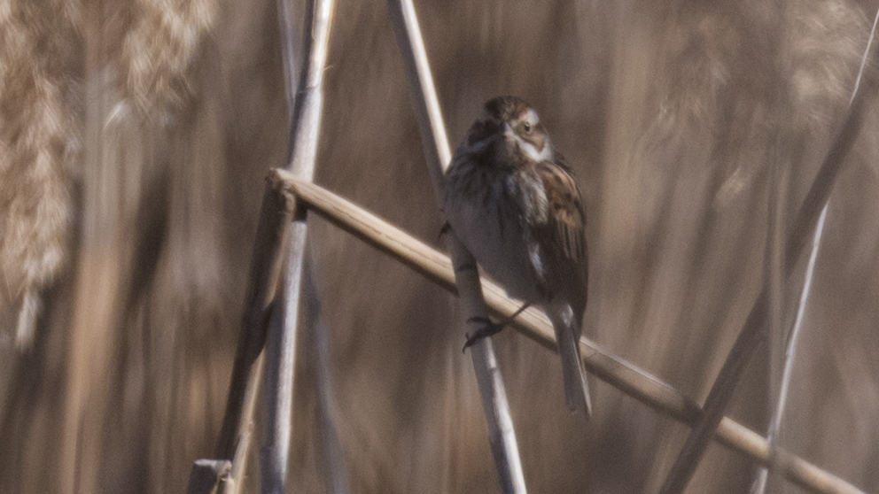 Common Reed Bunting