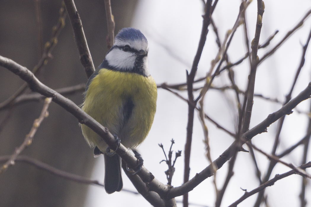 Eurasian Blue Tit