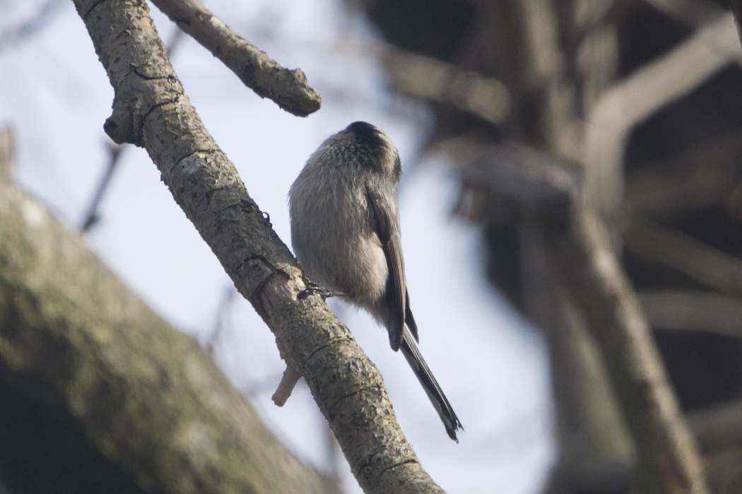 Long-tailed Tit