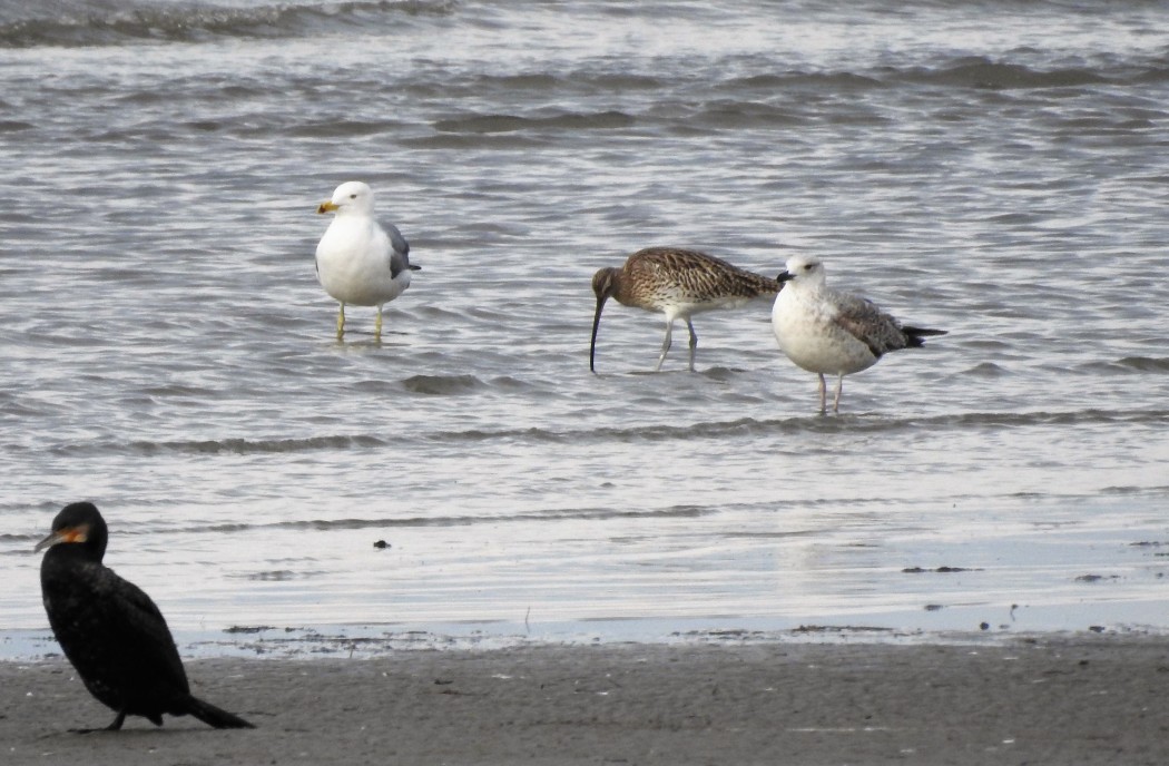 Eurasian Curlew