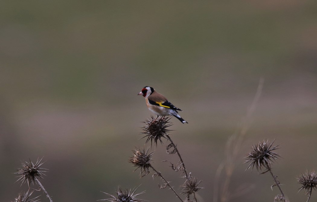 European Goldfinch