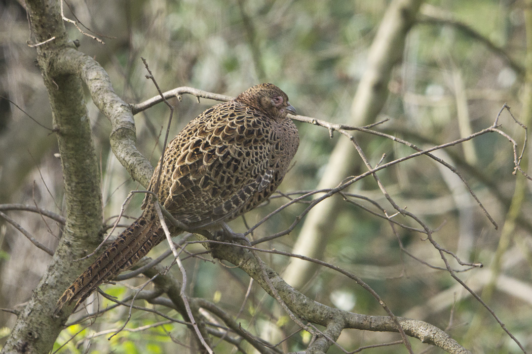Common Pheasant