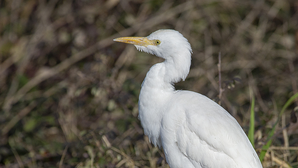 Western Cattle Egret